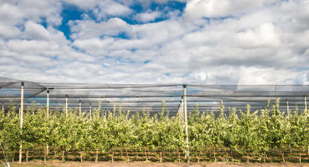 Modern apple  orchard, with net against hail