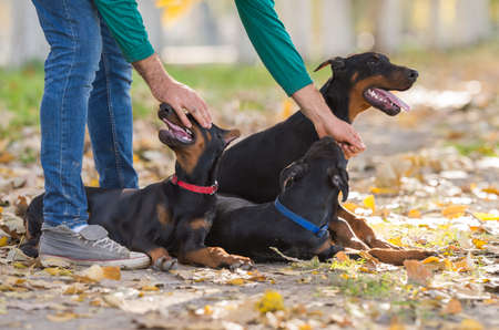 Doberman Pinscher with owner in training