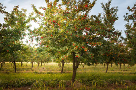 Ripening cherries on orchard tree