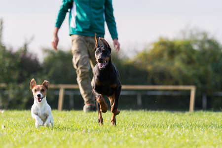 Doberman Pinscher with owner in training