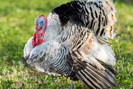 male turkey on a green meadow