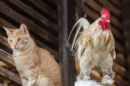 cat and rooster on the farm