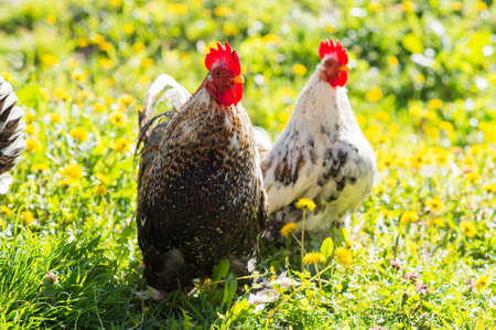 Rooster and hen on meadowの写真素材