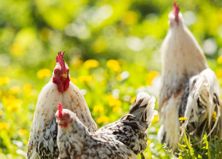 Rooster and hen on meadowの写真素材