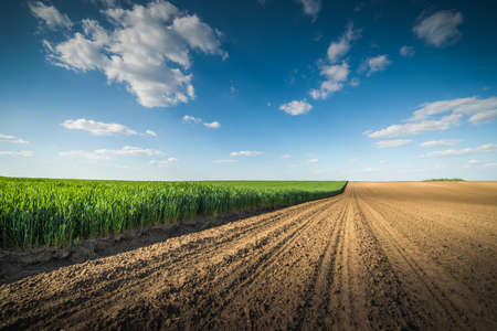young wheat field in springの写真素材