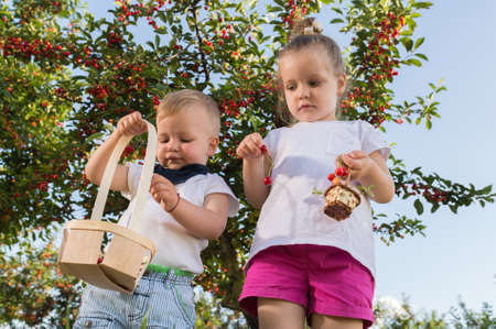 Kids picking cherry on a fruit farm.の写真素材