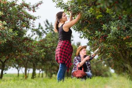 Beautiful young girls picking cherriesの写真素材