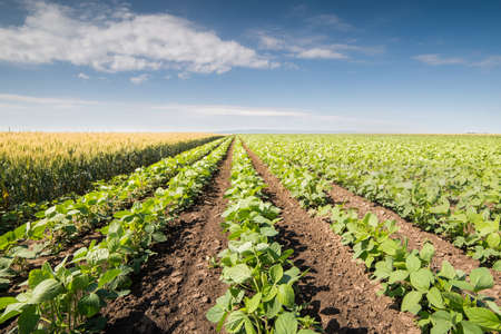 Soybean Field Rows in morningの写真素材