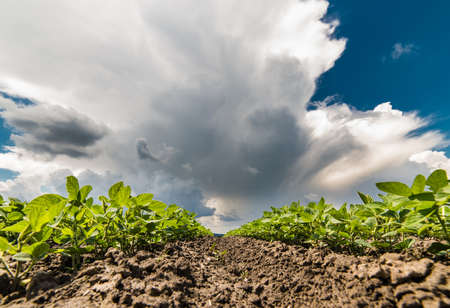 Soybean Field Rows close upの写真素材