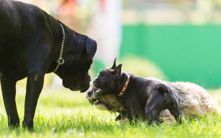 Cane Corso, Tibetan terrier and French bulldog in a friendshipの写真素材