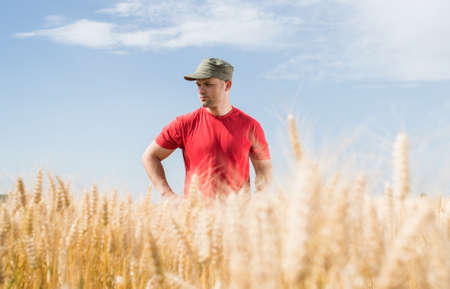 Young farmer in a wheat fieldsの写真素材