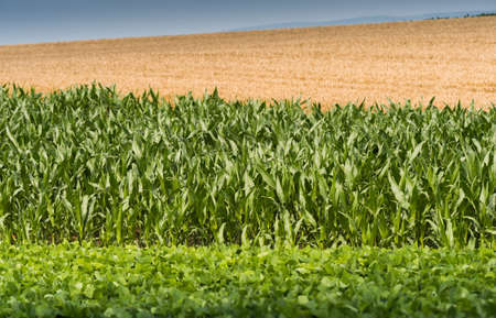Soybean Field Rows with corns and wheatの写真素材