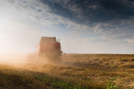 Harvesting of soy bean field in the summerの写真素材