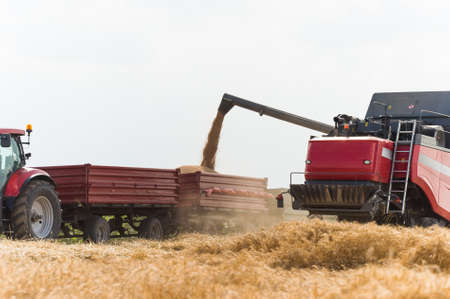Combine harvesting wheat and filling trailerの写真素材
