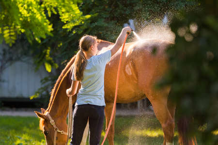 Horse enjoying the shower outdoorの写真素材
