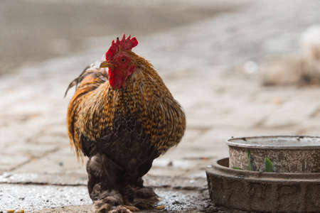 Rooster and chickens in the sunの写真素材