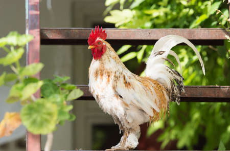 Rooster and chickens in the sunの写真素材