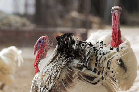 Turkey on a farm