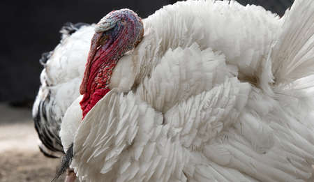 Turkey on a farmの写真素材