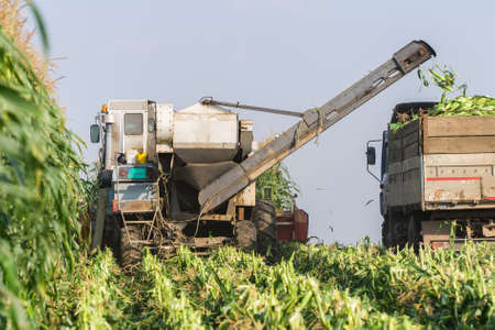 harvest sweet corn in fieldの写真素材