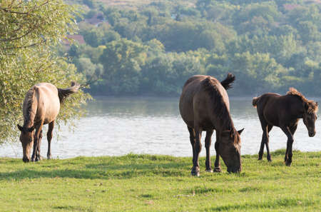 Horses on a summer pastureの写真素材