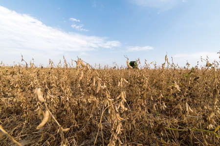 Ripe soybeans ready for harvestの写真素材