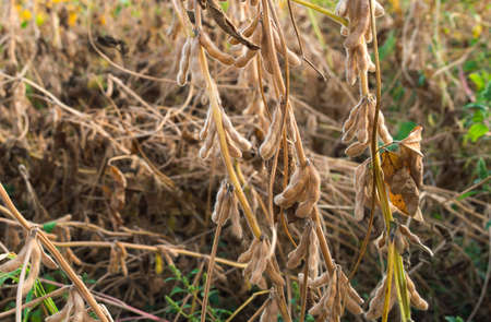 Ripe soybeans ready for harvestの写真素材