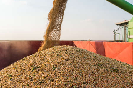 Pouring soy bean into tractor trailerの写真素材
