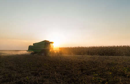 Harvesting of soybean field with combineの写真素材