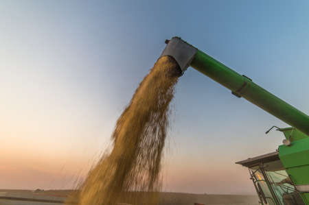 Pouring soy bean into tractor trailerの写真素材