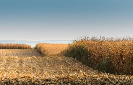 agricultural field with ripe cornの写真素材