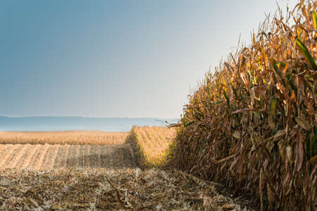 agricultural field with ripe cornの写真素材