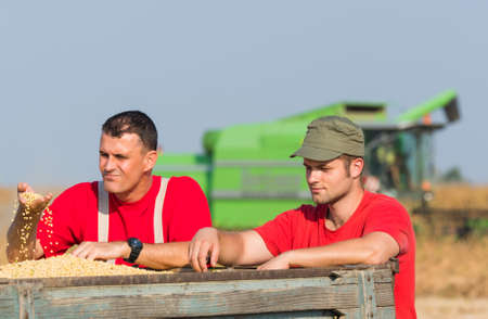 Young Farmers examine soya bean in trailer after harvestの写真素材