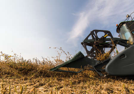 Harvesting of soybean field with combineの写真素材