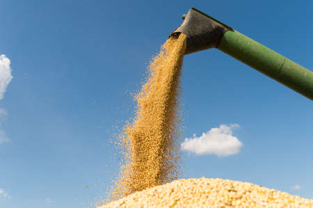 Pouring soy bean into tractor trailerの写真素材