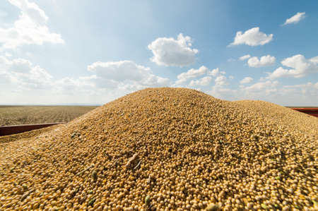 Soy beans in tractor trailerの写真素材
