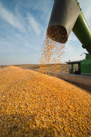 Pouring corn grain into tractor trailer after harvest