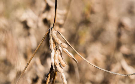 Ripe soybean pods close upの写真素材