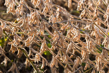 Ripe soybean pods close up