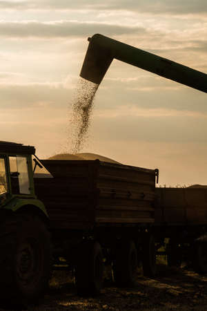 Pouring soy bean into tractor trailer