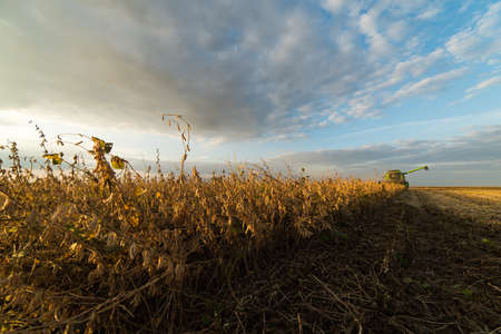 Harvesting of soybean field with combineの写真素材