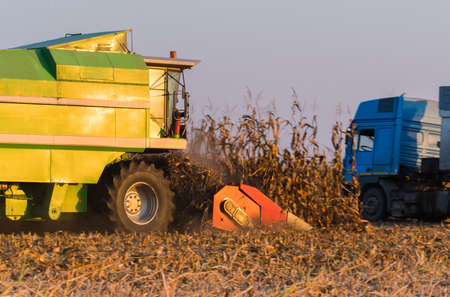 Harvesting of corn field with combineの写真素材