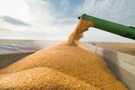 Pouring corn grain into tractor trailer after harvestの写真素材