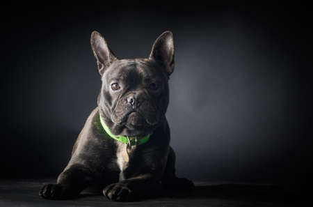 Portrait of French Bulldog Dog Isolated on black backgroundの写真素材