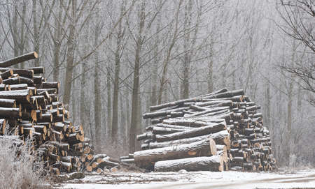firewood in the winter area