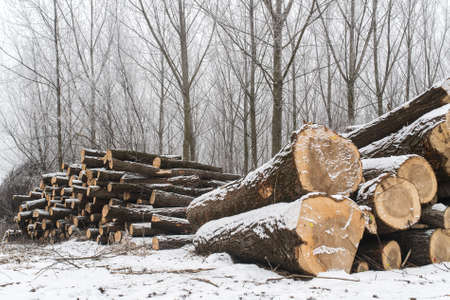 firewood in the winter areaの写真素材