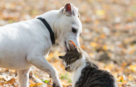 Cute jack russel dog and domestic kitten best friends