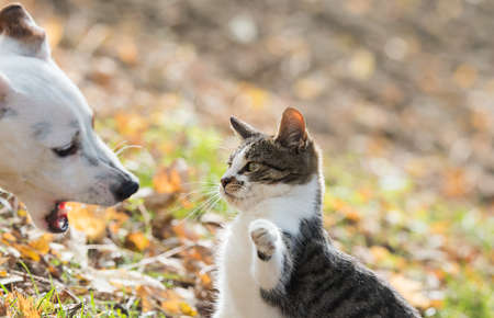 Cute jack russel dog and domestic kitten best friendsの写真素材