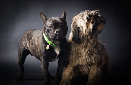  Portrait of French Bulldog Dog and fluffy dog Isolated on black background