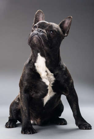  Portrait of French Bulldog Dog Isolated on black backgroundの写真素材